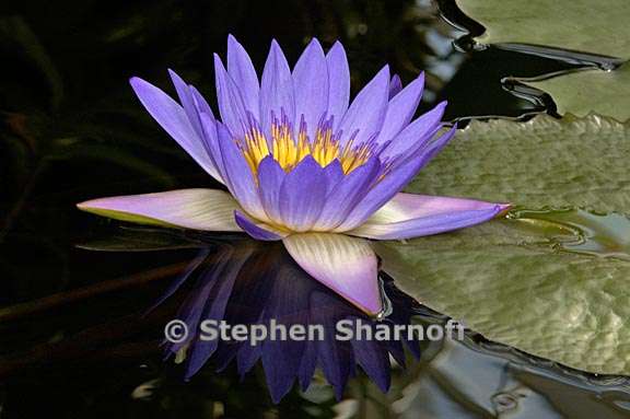 amazon water lily 1 graphic